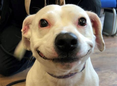 Whats Put The Grin On This Stray Dogs Face Real Fix