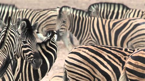 How The Zebra Got Its Stripes Youtube