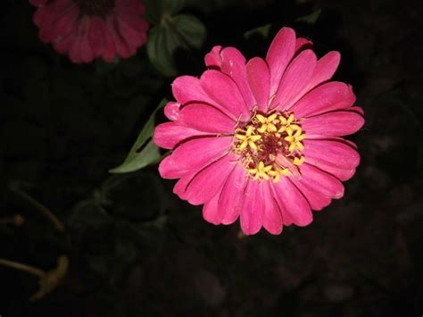 Begini Gambar Bunga Matahari Pink Yang Banyak Dicari Informasi Seputar Tanaman Hias