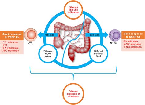 Frontiers Immune Landscape Of Colorectal Cancer Tumor