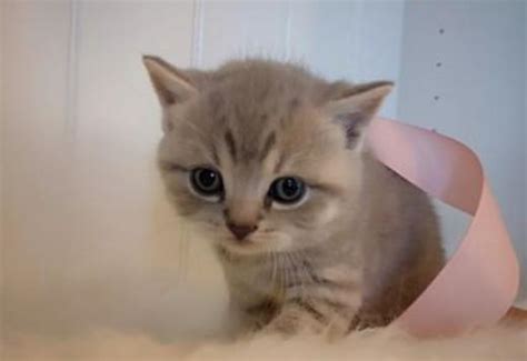 British Shorthair Pedigree Stunning Bsh Kittens Cats For Sale Price