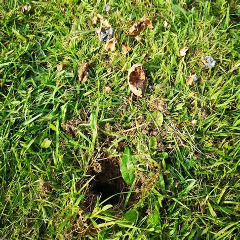 List Wallpaper Pictures Of Squirrel Holes In Lawn Excellent