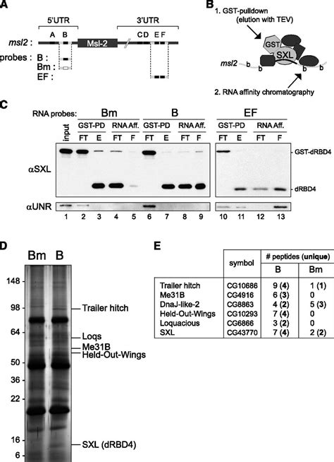 Sex Lethal Promotes Nuclear Retention Of Msl2 Mrna Via Interactions