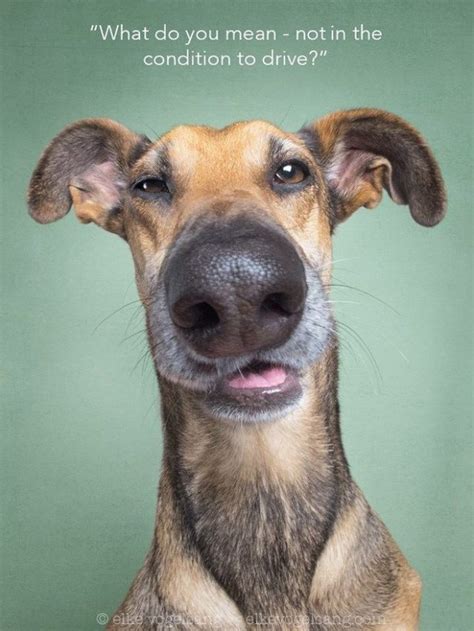 Funny Dog Portraits By Elke Vogelsang 20 Pics Funnyfoto
