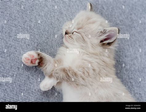 Ragdoll Kitten Photos Newborn Style Stock Photo Alamy