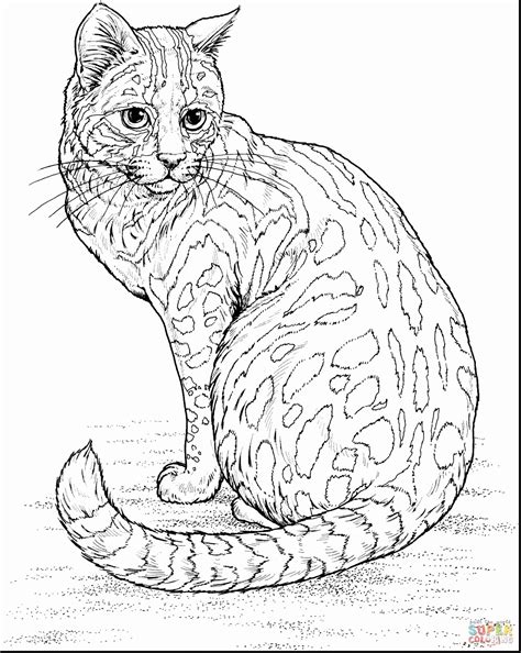 Wild Cats Coloring Pages - Coloring Home