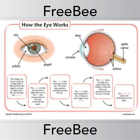 Free How The Eye Works Ks2 Diagram And Worksheets — Planbee