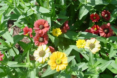 Peruvian Zinnia Zinnia Peruviana Thomas Jeffersons Monticello