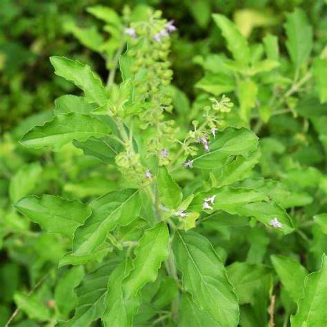 Mentioned in beautiful holy literature the basil used in cooking italian food is called 'thiruneerpachai' in tamil. Holy Basil seeds | The Seed Collection