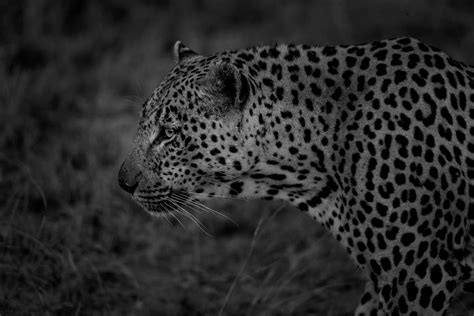 monochrome monday 40 sabi sabi private game reserve blog