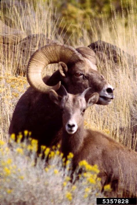 Bighorn Sheep Ovis Canadensis
