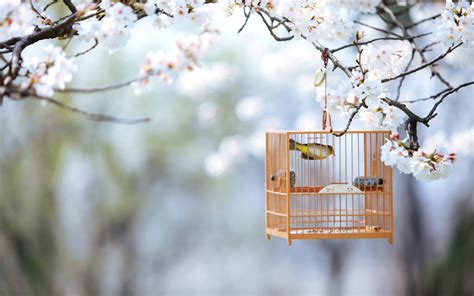 Cute Bird Cage Nature Spring Tree Branch Wallpapers Hd Desktop