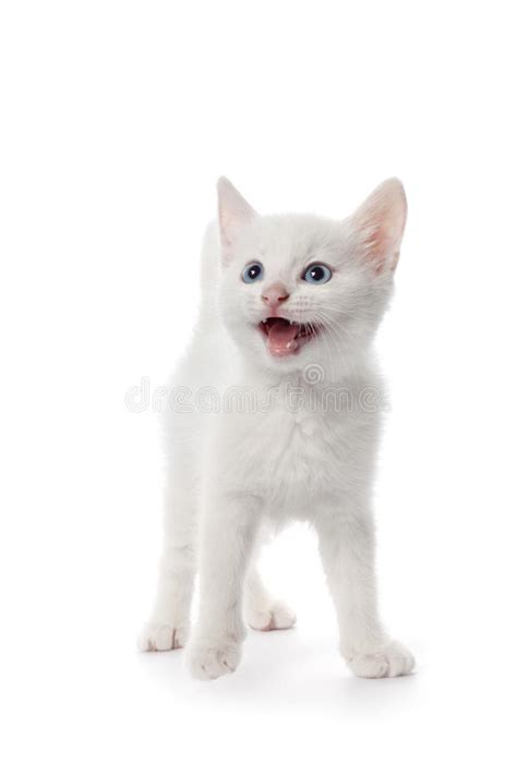 Cute White Kitten With Blue Eyes Meowing Stock Photo