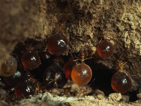 Honey Ant Adaptations National Geographic Society