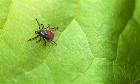 Introduction And Background Lyme Disease In Northeastern Usa