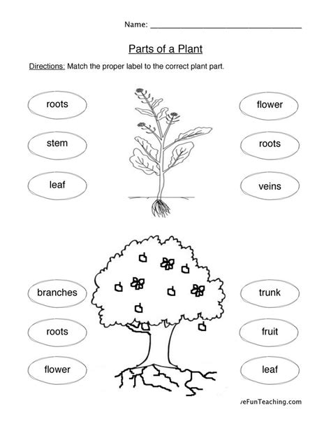 Plant Parts Worksheet Have Fun Teaching Parts Of A Plant Science