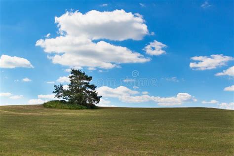 A Lone Tree On A Meadow Pine Tree On The Horizon Against A Blue Sky