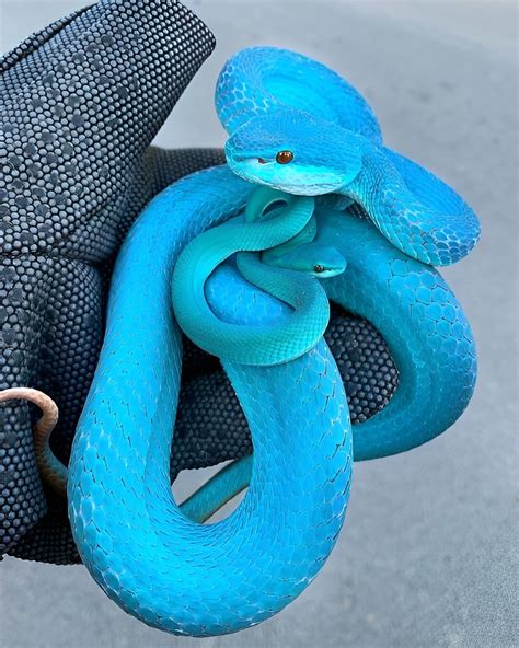 Gorgeous Blue Pit Viper Rdamnthatsinteresting