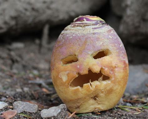 Before Pumpkins The Irish Carved Jack O Lanterns From Turnips And