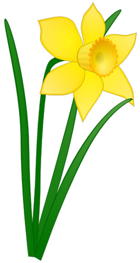 Free Daffodil Clipart - Public Domain Flower clip art, images and graphics