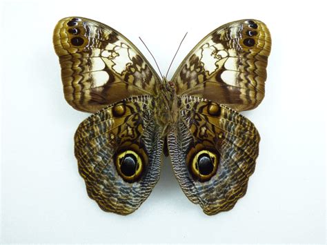 The species can be found in brazil. Caligo martia male - AUREUS butterflies & insects