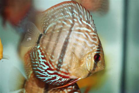 10 Types Of Discus Fish Ranked By Beauty A Z Animals