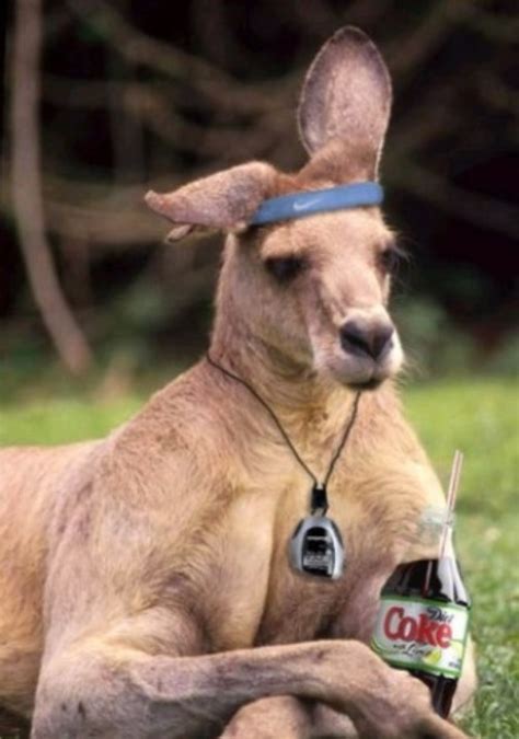 22 Very Most Funny Kangaroo Pictures Funnyexpo