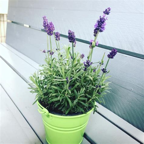 Lavender Plant Lavandula Care How To Take Care And Grow Lavender
