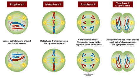 Diagram Of Stages Of Meiosis Images And Photos Finder