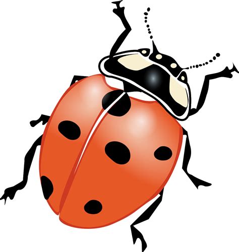 Ladybeetle Ladybird Beetle Ladybug · Free Vector Graphic On Pixabay