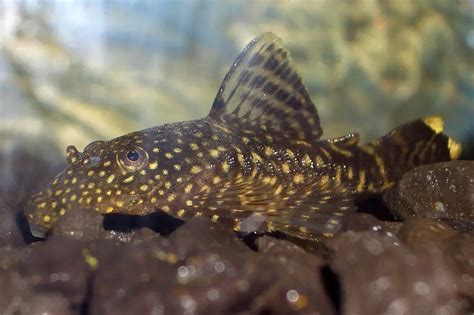 3 Best Algae Eaters Fish For A Balanced Freshwater Aquarium Aquascaper
