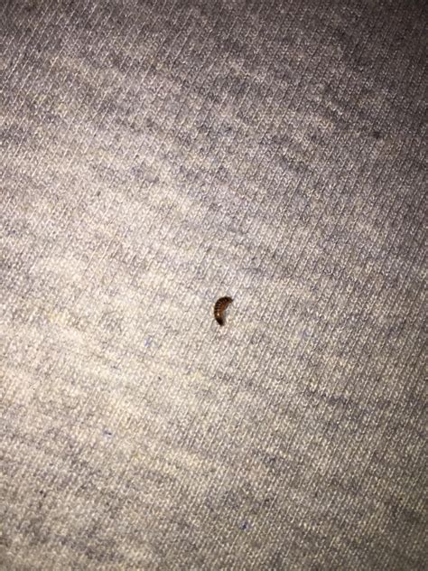 What Is This Bug Its Appears To Be A Tiny Worm Type Bug Crawls