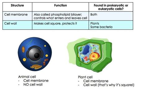 Wikimedia commons has media related to animal cells. What Are Organelles? — Definition & Overview - Expii