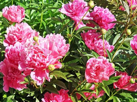 Bright Pink Blossoms Of The Peony Flower In Full Bloom Stock Image