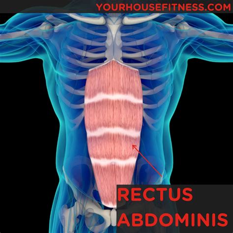 Muscle Breakdown Rectus Abdominis