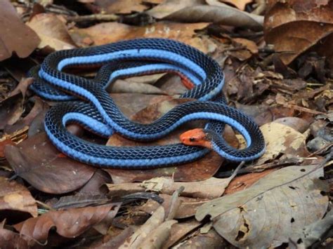 Are There Blue Snakes 13 Blue Snakes In The World With Pictures