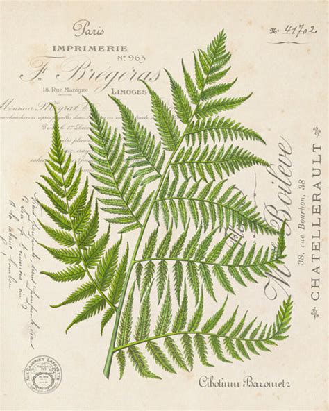 Vintage Fern Collage Botanical Print No 31 Bellebotanica