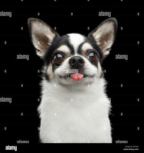 Funny Portrait Of Smiling Chihuahua Dog Looking In Camera And Showing