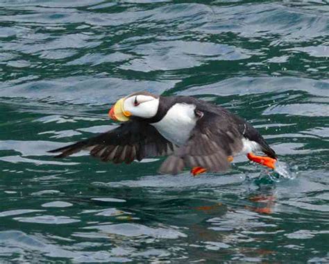 Horned And Tufted Puffins