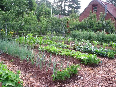 How To Start A Vegetable Garden The Basics