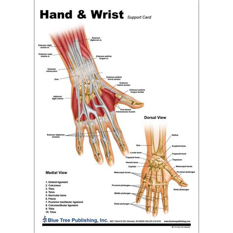 Hand And Wrist Anatomical Chart