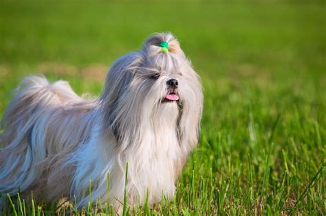 Shih Tzu Charakter und Wesen