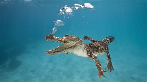 Nature Water Sea Underwater Bubbles Alligators