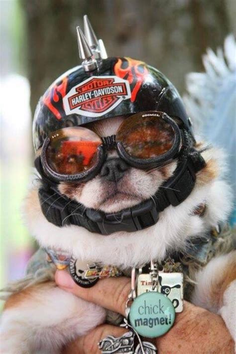 Biker Pug Biker Dog Dog Helmet Dogs