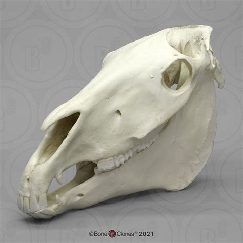 Horse Skull Anatomy For Artists Animal Skulls Skull And Bones
