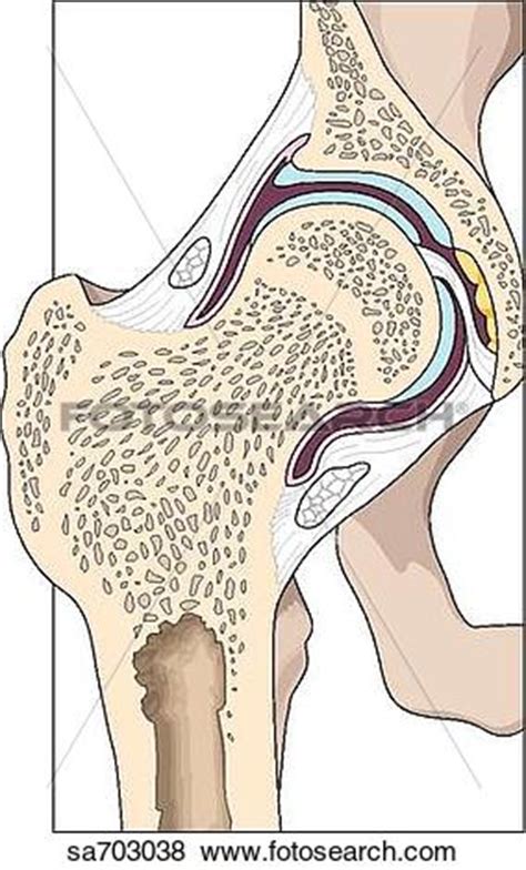 The bones in our body form our skeleton. Bone structure clipart 20 free Cliparts | Download images on Clipground 2021