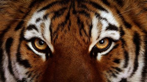 Tiger Eyes Wallpapers Top Những Hình Ảnh Đẹp