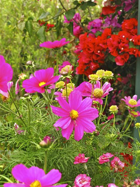 The flower garden is more than just to buy a flat of flowers and then stick the shrubs around your garden foundation. cosmos | Flower pictures, Cottage garden, Beautiful flowers