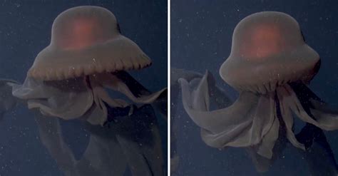 Scientists Capture Rare Footage Of Giant Phantom Jellyfish That Can