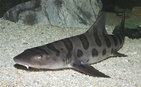Leopard Shark Triakis Semifasciata Shark Database